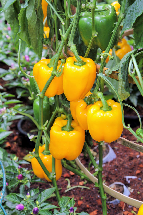 100 semillas de pimiento morrón amarillo dorado California Wonder Capsicum Annuum