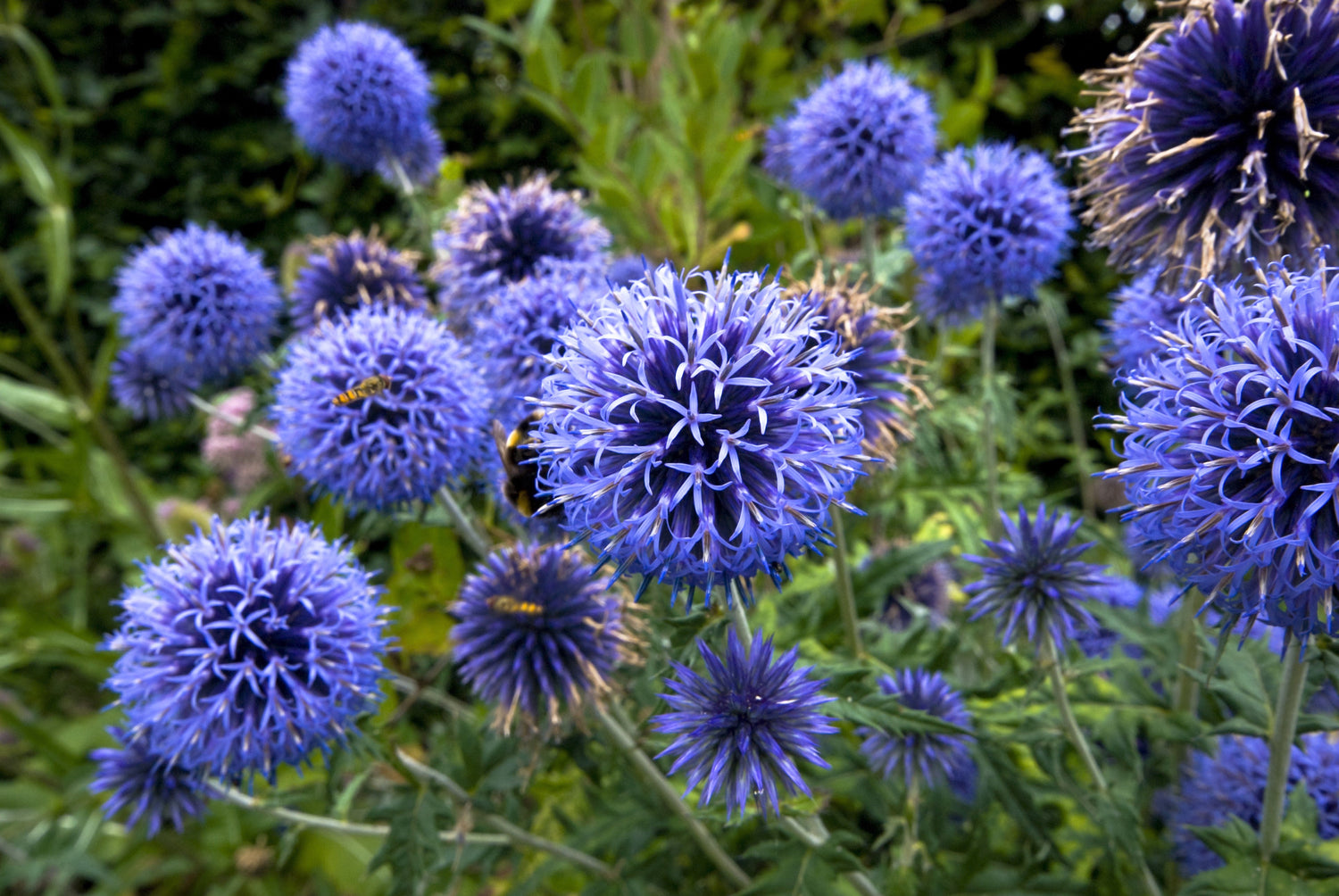 25 semillas de flores polinizadoras de cardo azul (Echinops ritro)