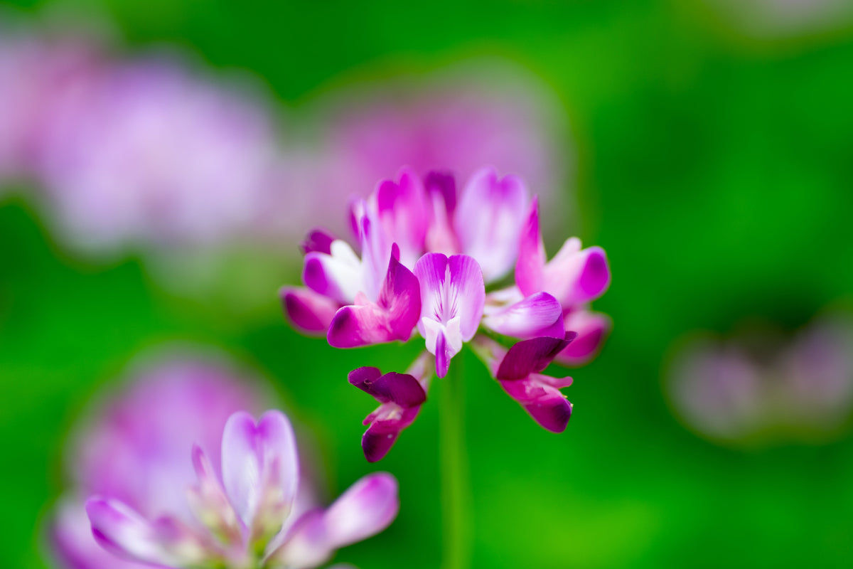 50 semillas de leguminosas de cobertura del suelo de Astragalus sinicus, flor rosa y morada