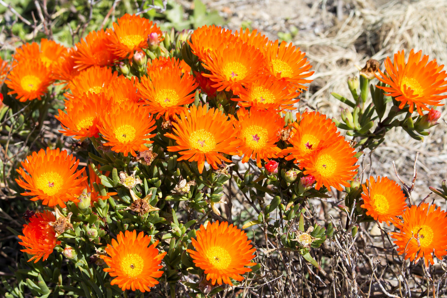 100 Gelato NARANJA PLANTA DE HIELO Mesembryanthemum Livingstone Semillas de flores de margarita