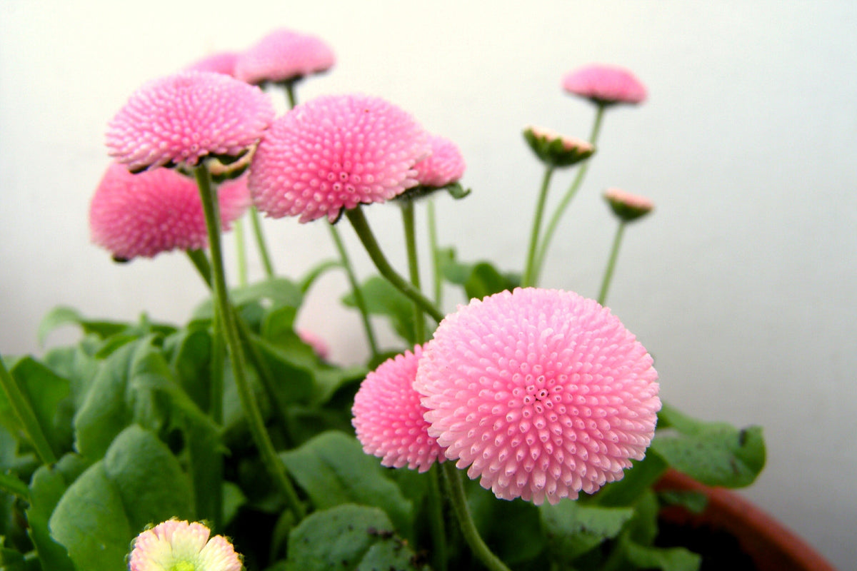 100 semillas de margarita inglesa rosa Bellis Perennis Tasso, flores dobles rosas
