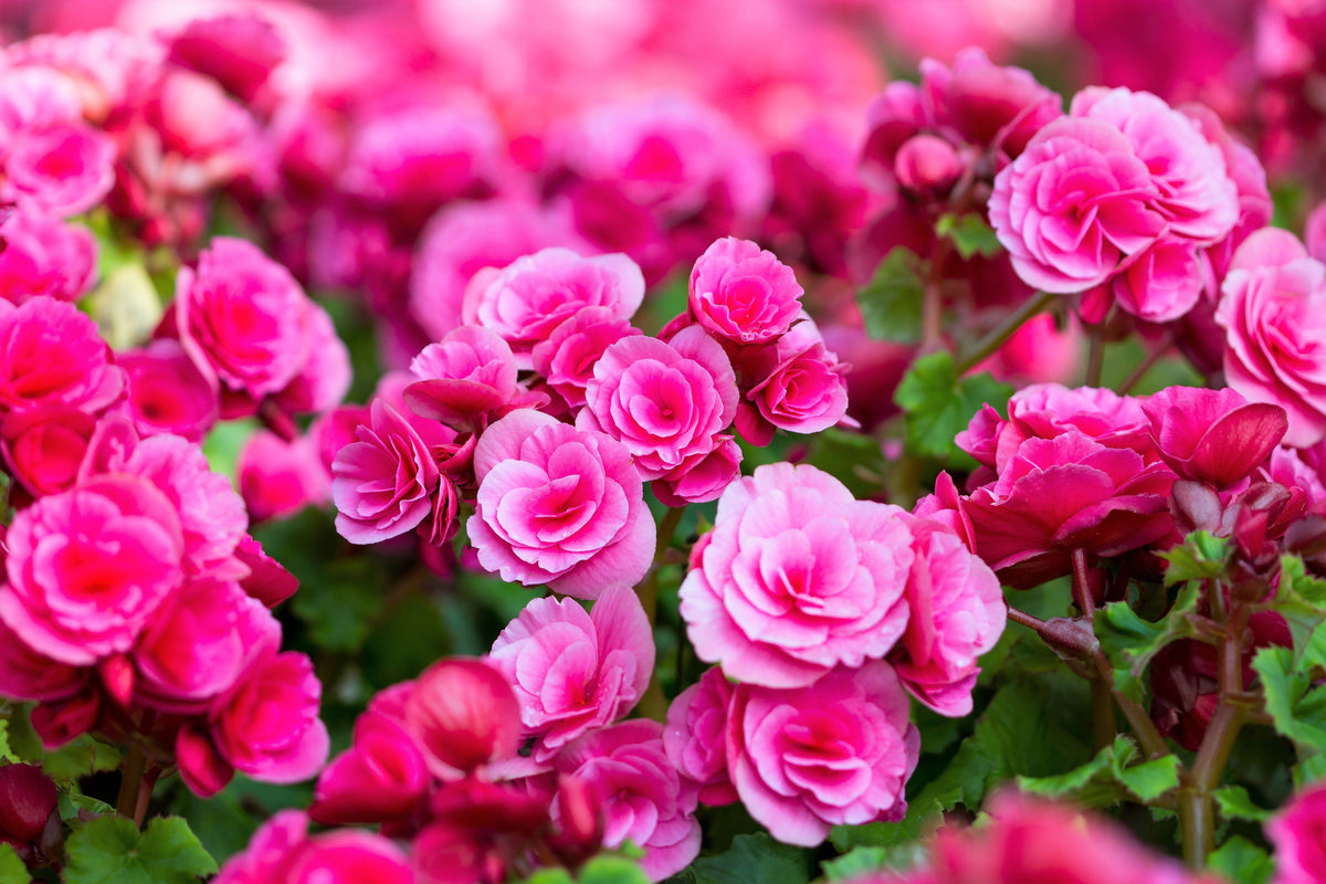 10 semillas de flores de begonia tuberosa doble mixta, color rojo, rosa, blanco, amarillo y naranja.