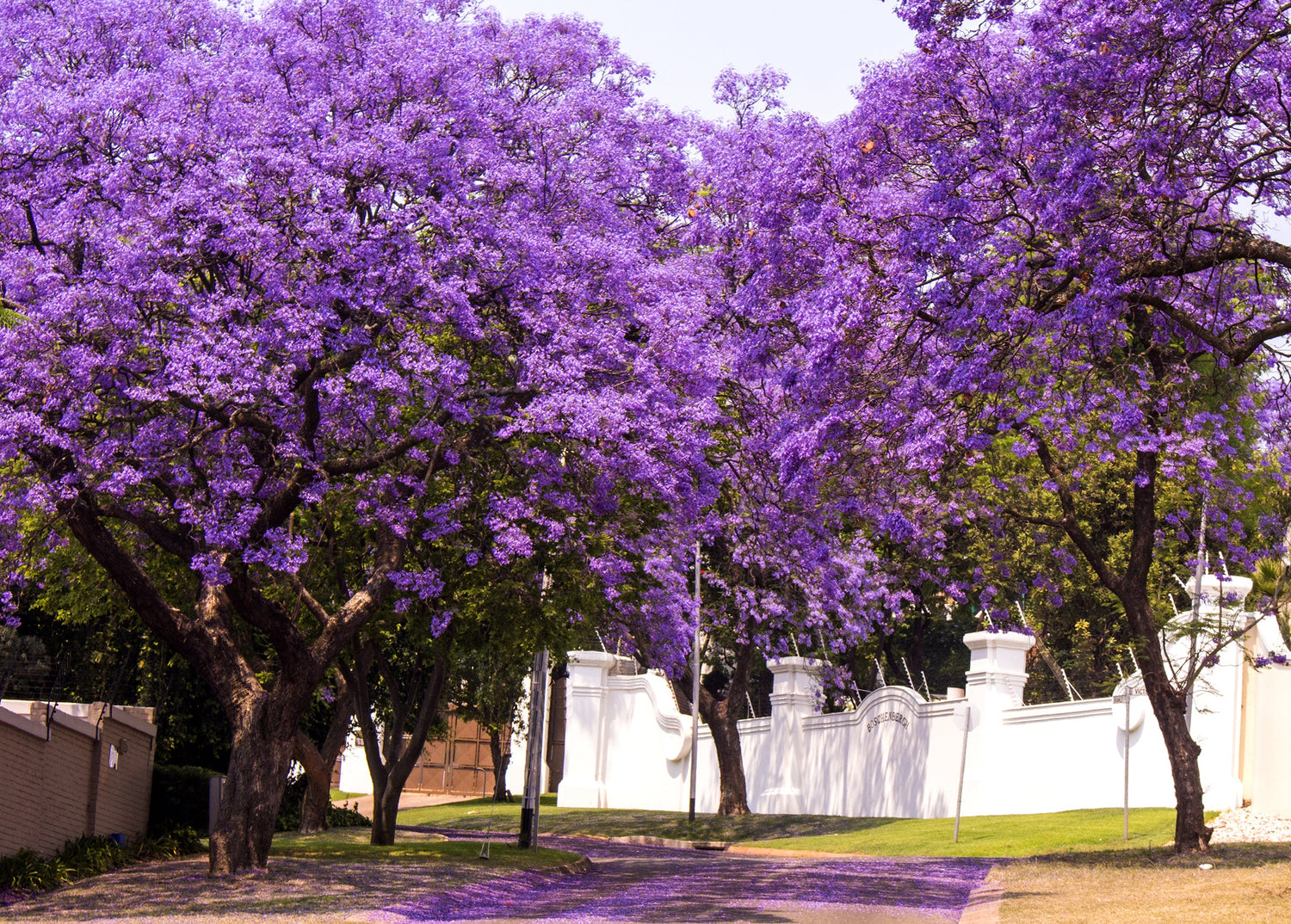 25 semillas de Jacaranda Mimosifolia (árbol de jacaranda azul, árbol de helecho, palo de rosa brasileño, ébano verde)
