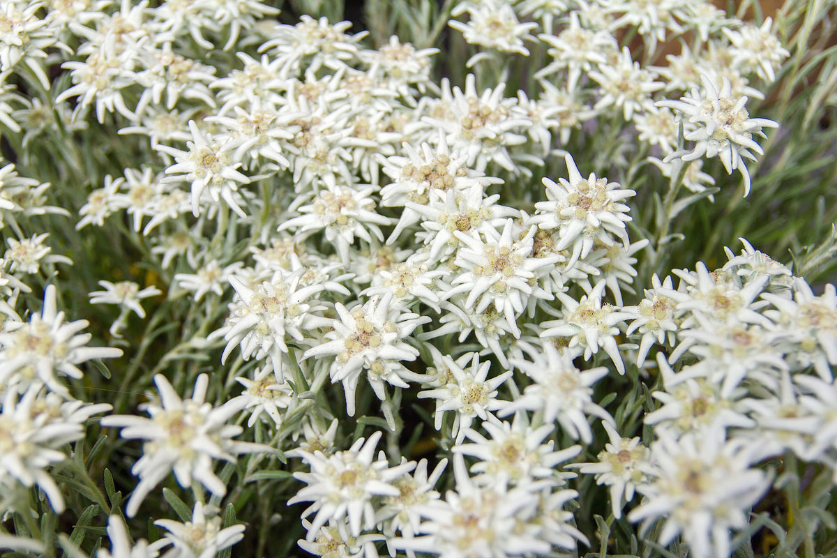 50 semillas de flor blanca de EDELWEISS Leontopodium Alpinum