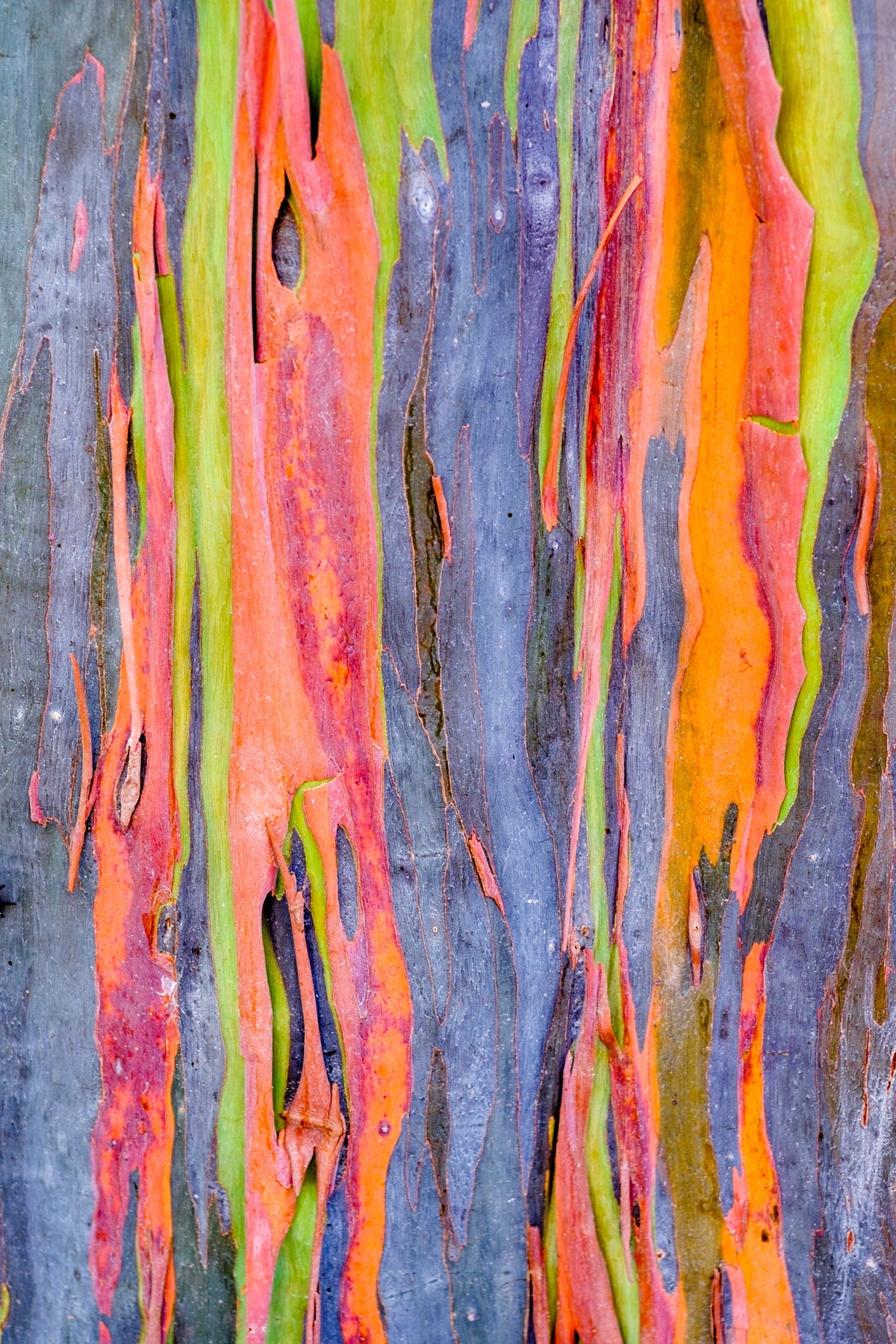 50 semillas de eucalipto arcoíris (Deglupta Gum) de corteza multicolor
