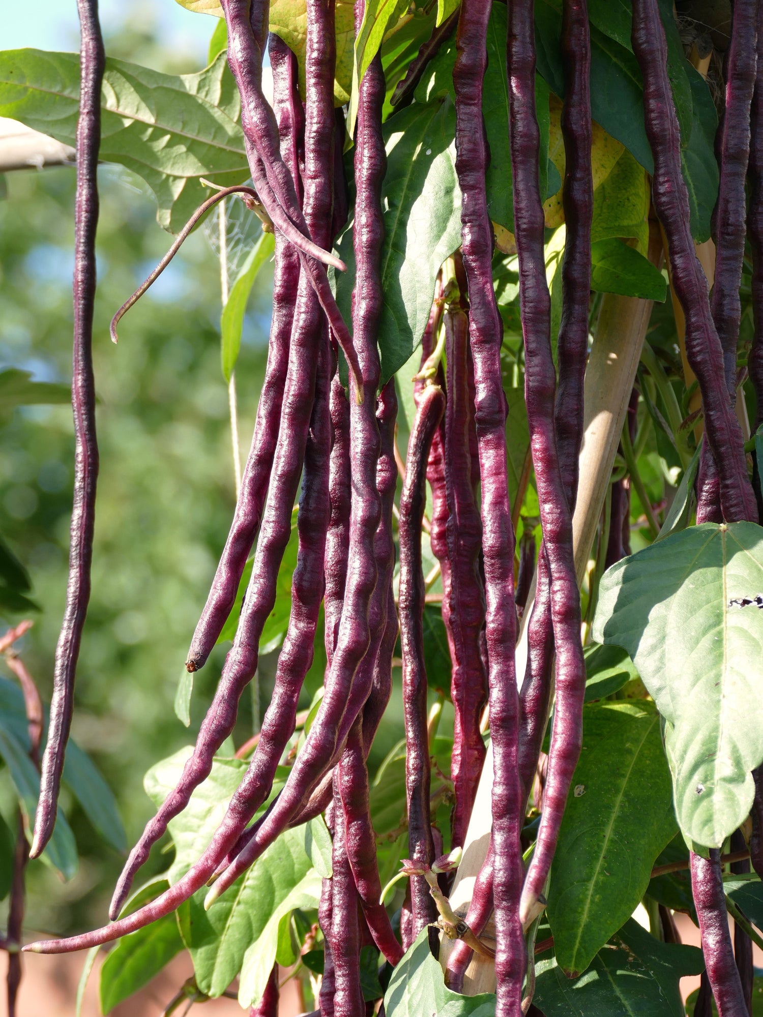 25 semillas de frijol espárrago chino Phaseolus vulgaris de una yarda de largo