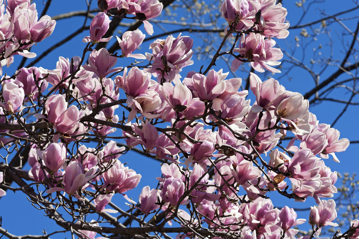 5 LIRIO MAGNOLIA ÁRBOL DE FLOR Tulipán Fragante Rosa y Púrpura Magnol Liliiflora Semillas