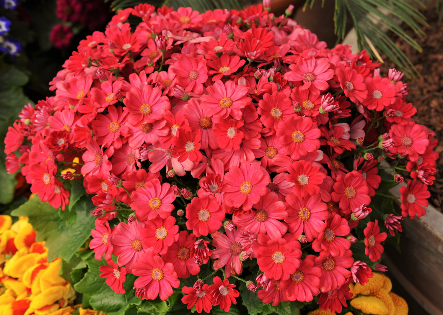 100 semillas de prímula roja de hadas carmesí, prímula Malacoides, prímula bebé, planta de interior de sombra.