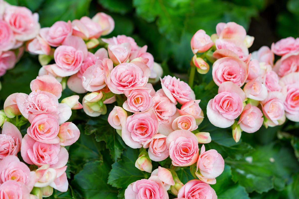 10 semillas de flores de begonia tuberosa doble mixta, color rojo, rosa, blanco, amarillo y naranja.