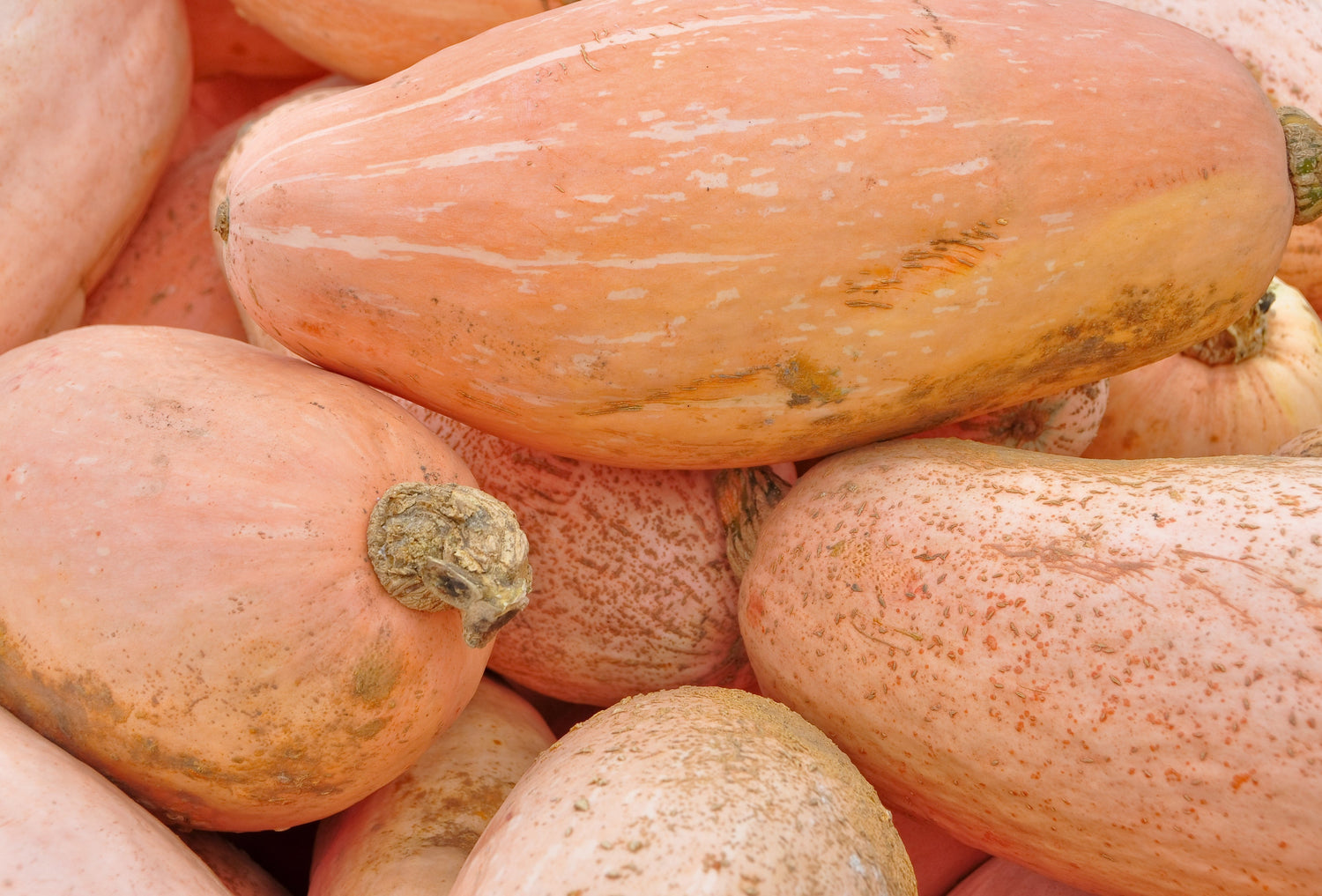 25 semillas gigantes de calabaza rosada Perilla Frutescens, semillas de hortalizas de invierno tradicionales