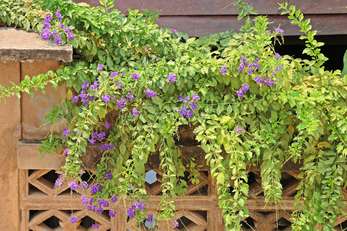 10 semillas de Duranta Erecta Repens, arbusto ornamental de bayas de color naranja, follaje dorado, flores blancas, violetas y moradas.