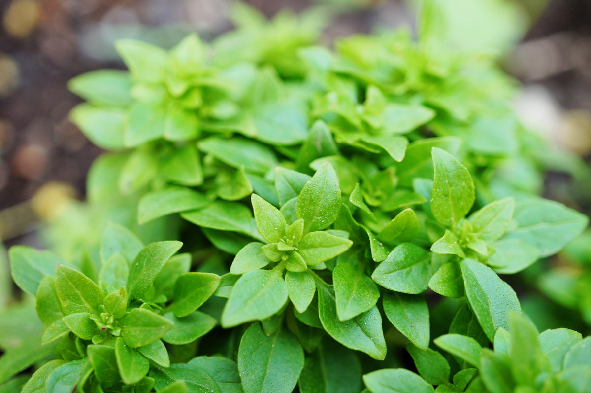 200 SPICY GLOBE BASIL Ocimum Basilicum Herb Flower Seeds