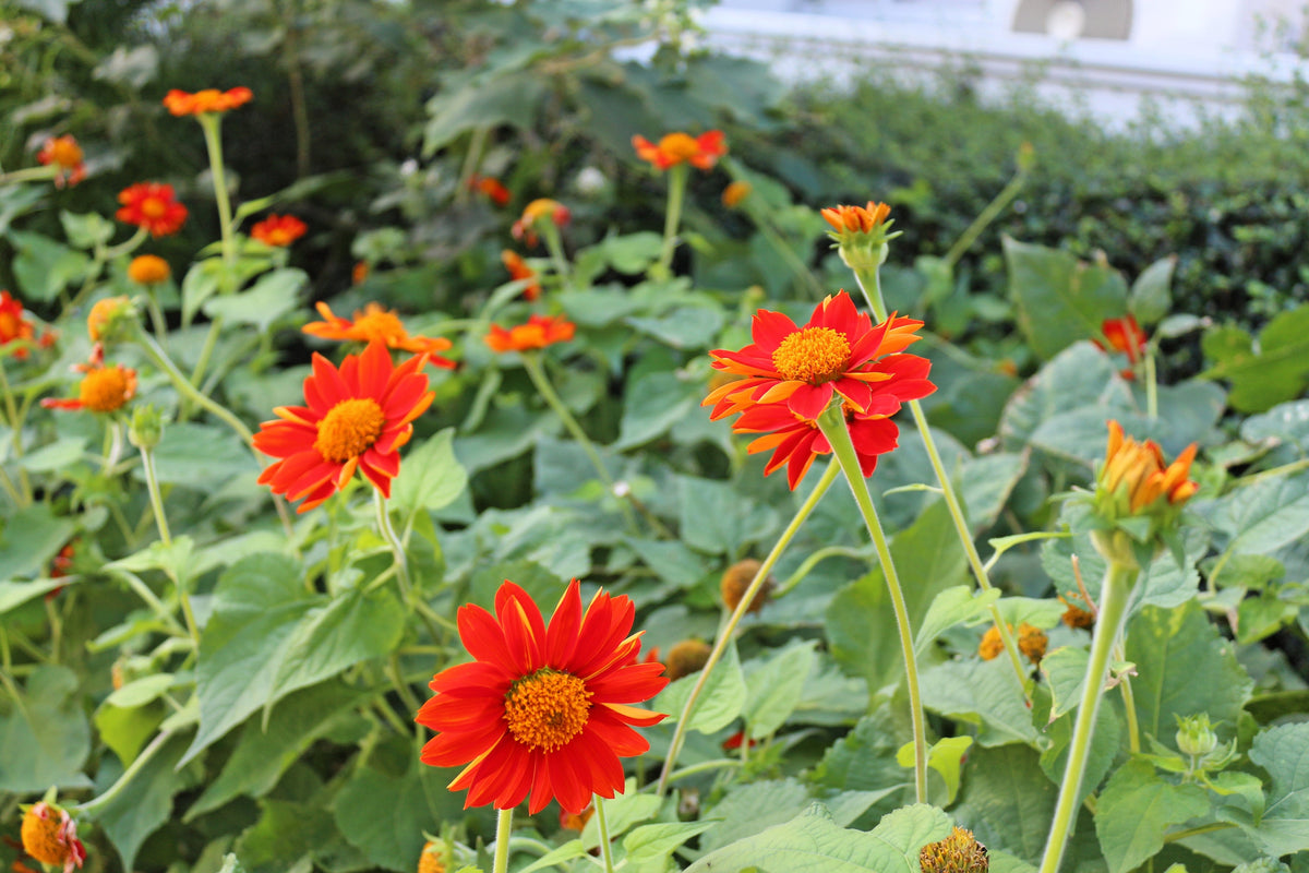 50 RED MEXICAN Torch SUNFLOWER Tithonia Rotundifolia Red Orange Flower Seeds