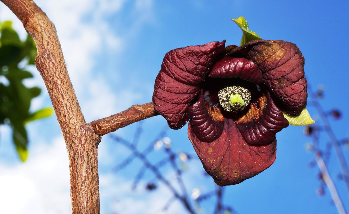 5 semillas de flores de Asimina Triloba, árbol frutal de papaya, plátano indio