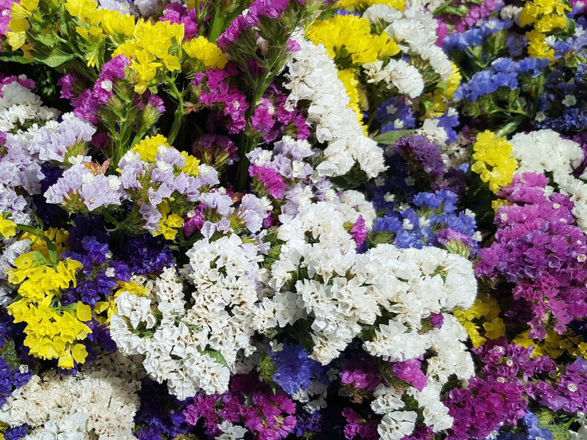 50 Pacific Mix STATICE SINUATA Mixed Colors (Sea Lavender) Limonium Latifolia Flower Seeds