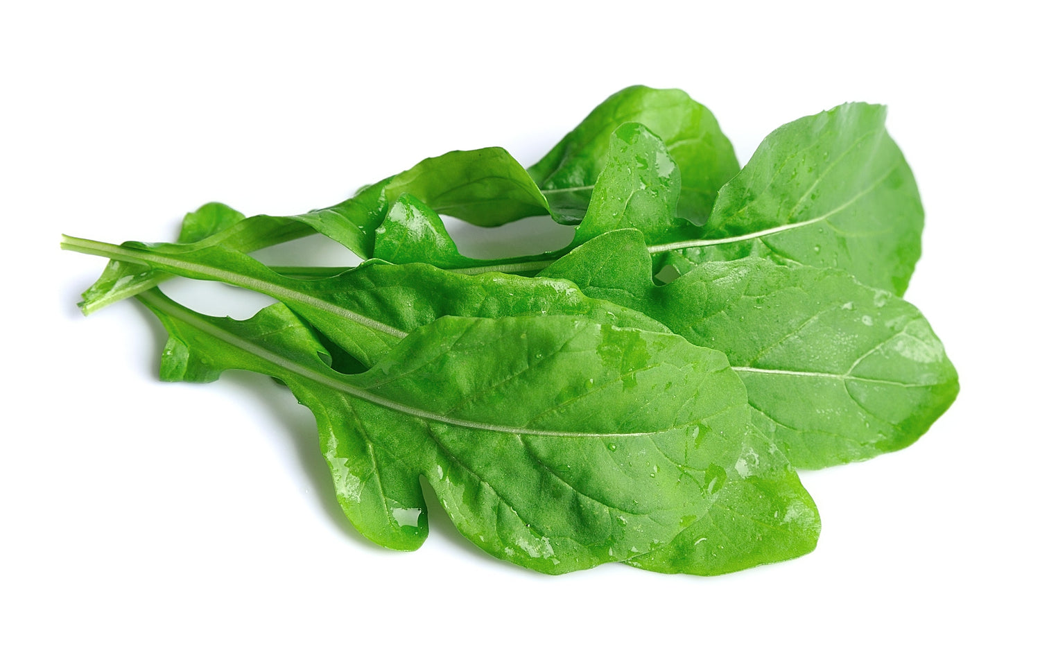 2000 ROQUETTE ARUGULA también conocido como Rocket / Rucola / Rugula - Semillas vegetales de hierbas Eruca Vesicaria Sativa