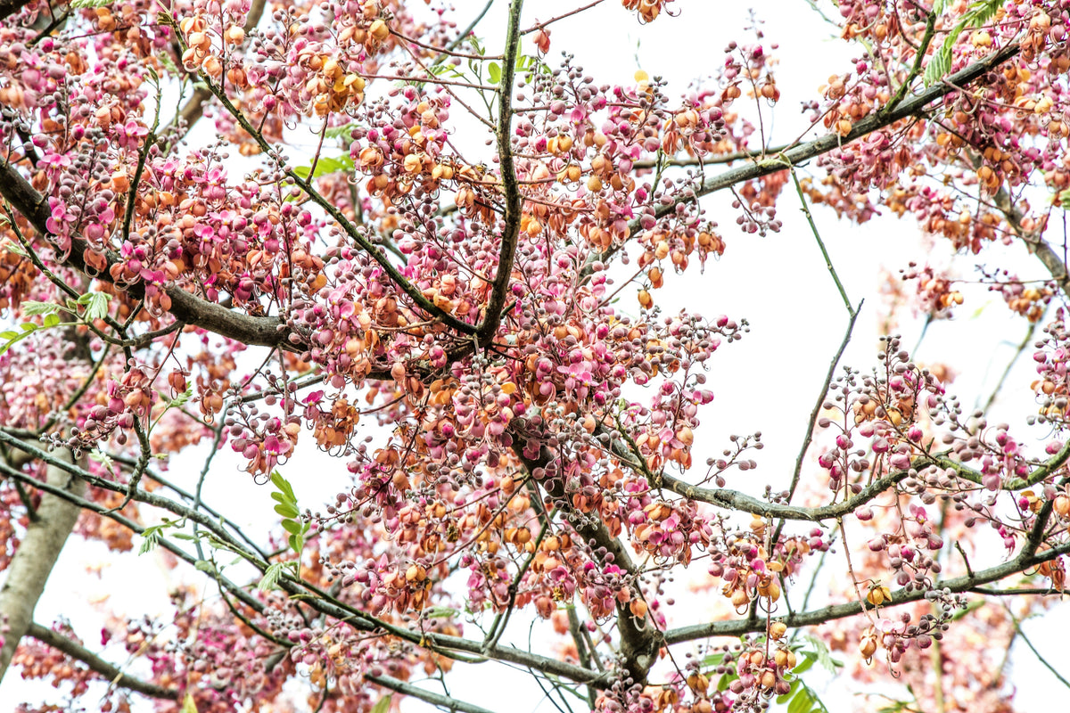 5 semillas de Cassia Javanica, también conocida como árbol de lluvia arcoíris y árbol de flor de manzano, de dos tonos rosa, blanco y amarillo.