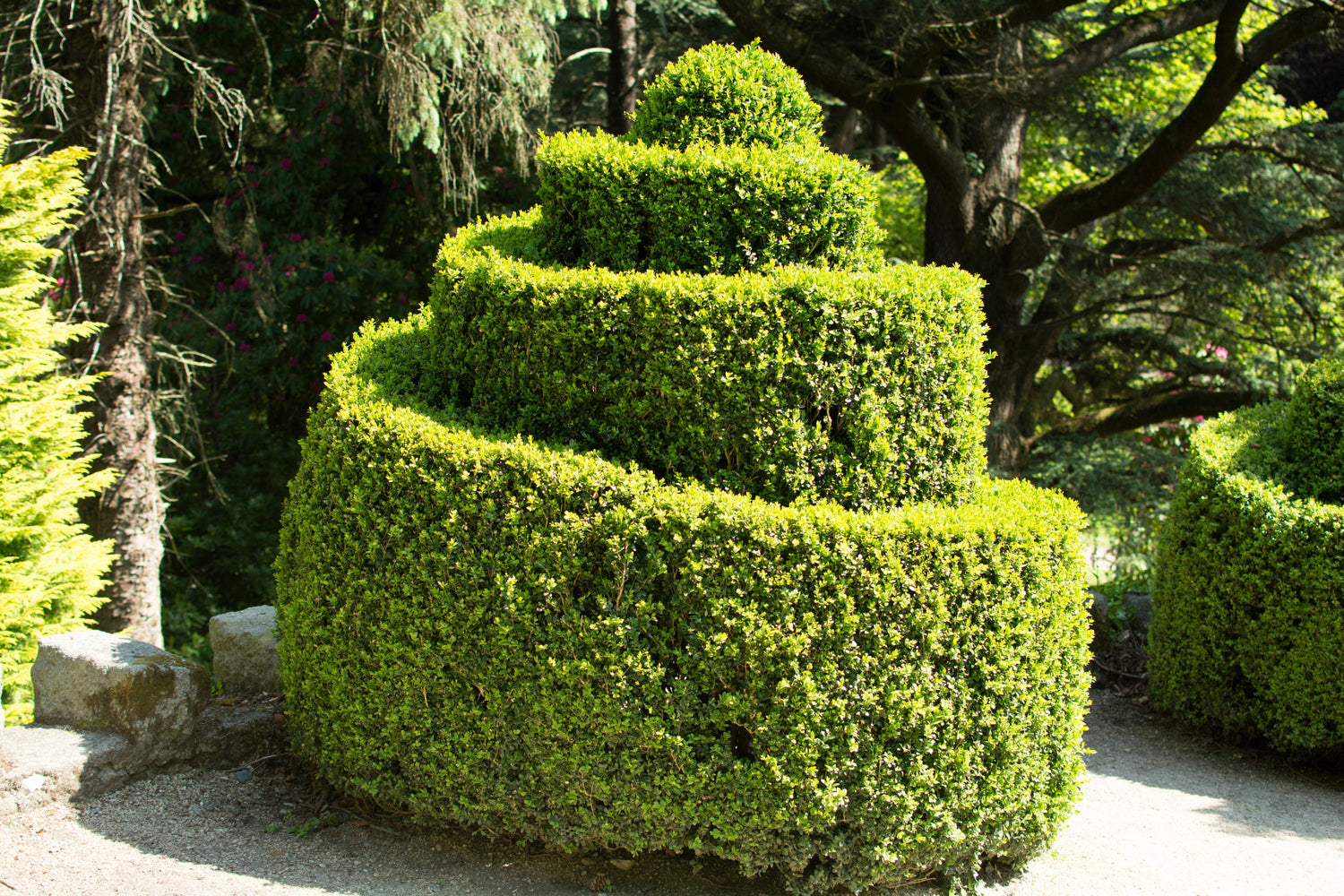 30 semillas de arbusto de caja europea de Buxus Sempervirens común de boj americano