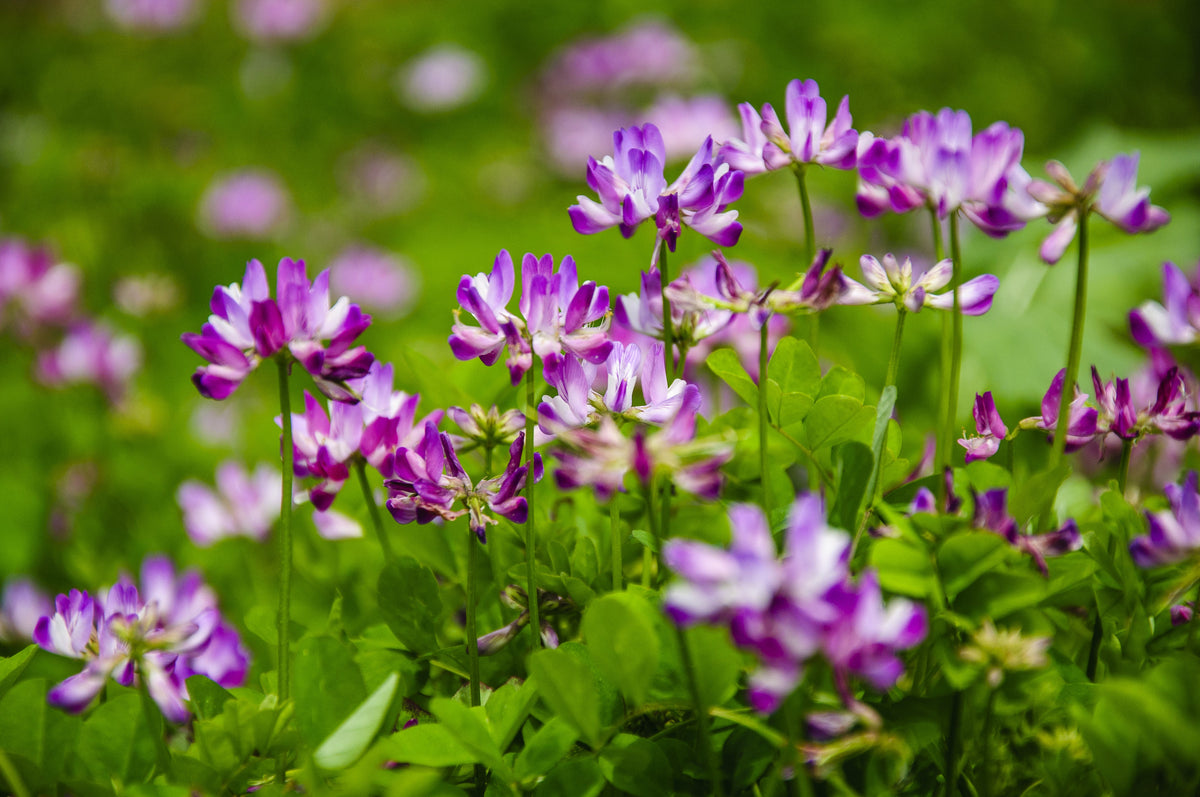 50 semillas de leguminosas de cobertura del suelo de Astragalus sinicus, flor rosa y morada