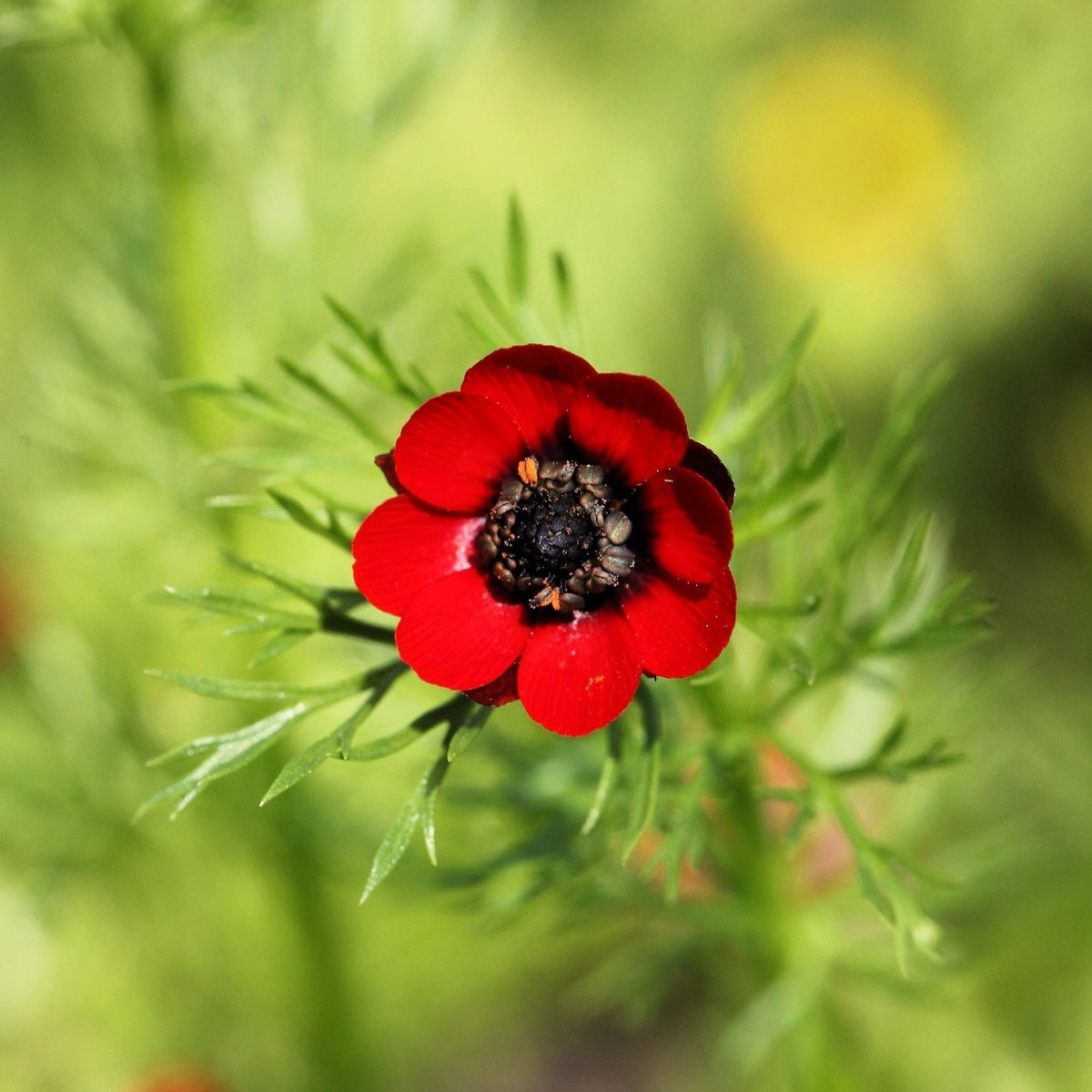 10 semillas de Adonis Aestivalis, flores rojas y negras, ojo de faisán de Adonis