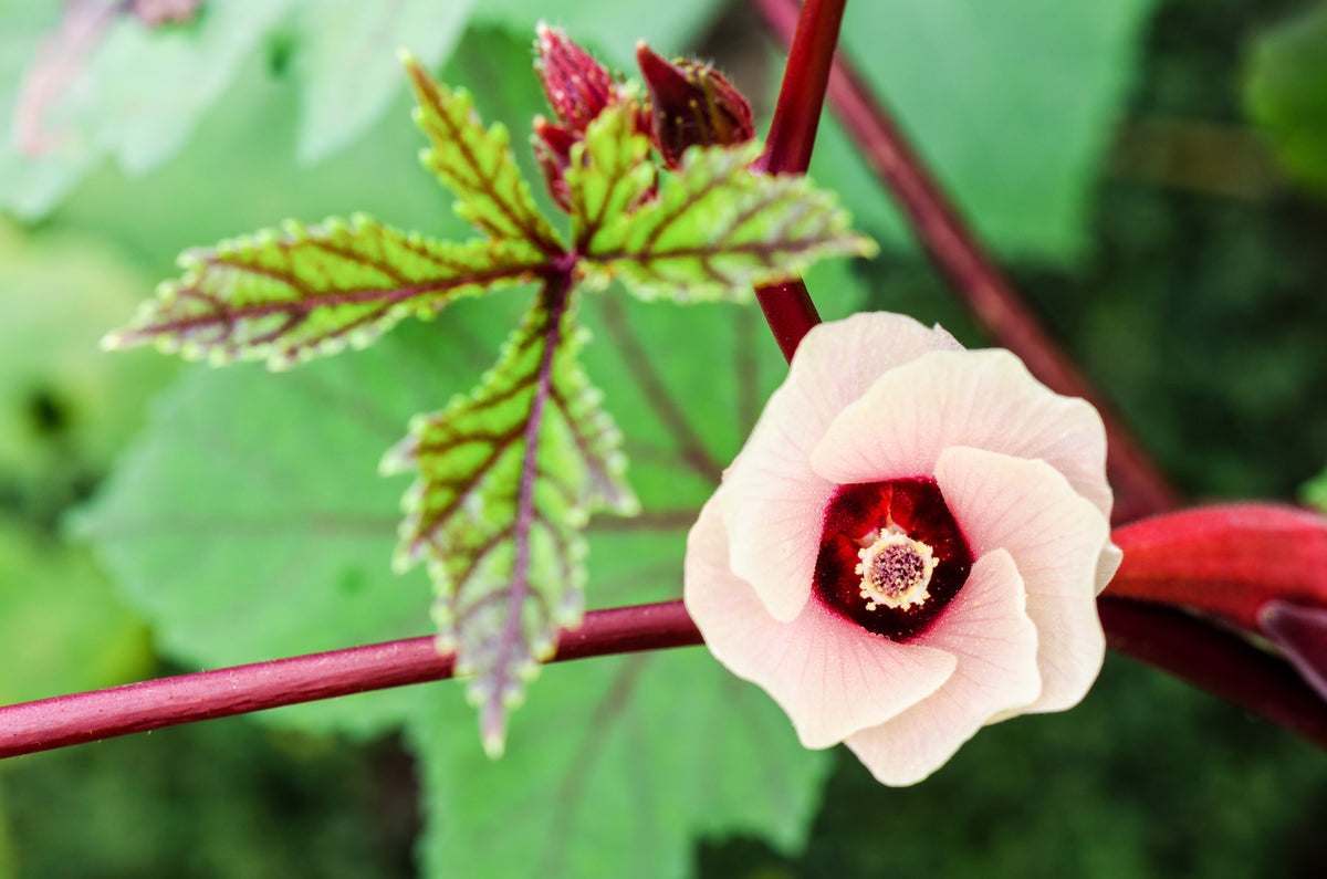 50 semillas de flores blancas y rojas de ROSELLE HIBISCUS Sabdariffa Rosella Fruit
