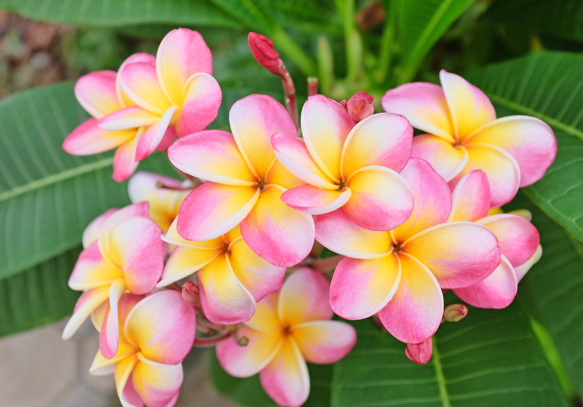 10 semillas de plumeria de colores variados - Lei Flower Frangipani Mix, arbusto fragante, árbol pequeño, rosa, rojo, amarillo, blanco, melocotón, dos tonos