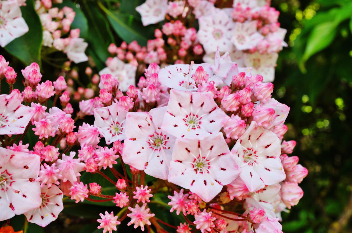 50 semillas de arbusto de laurel de montaña, Kalmia latifolia, blanco, rosa y rojo
