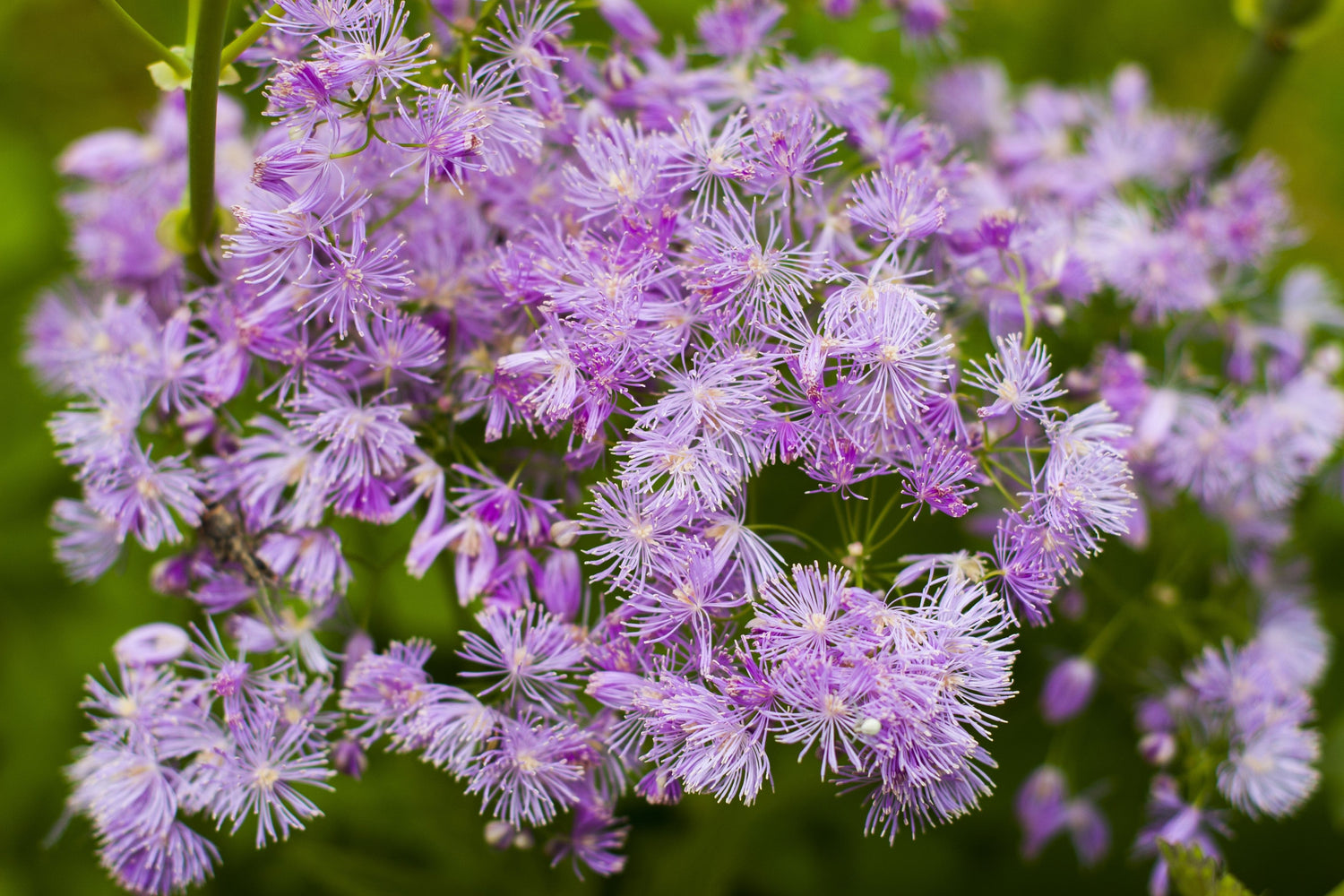 5 semillas de flores de color rosa púrpura de la ruda de los prados de COLUMBINE Thalictrum Aquilegifolium
