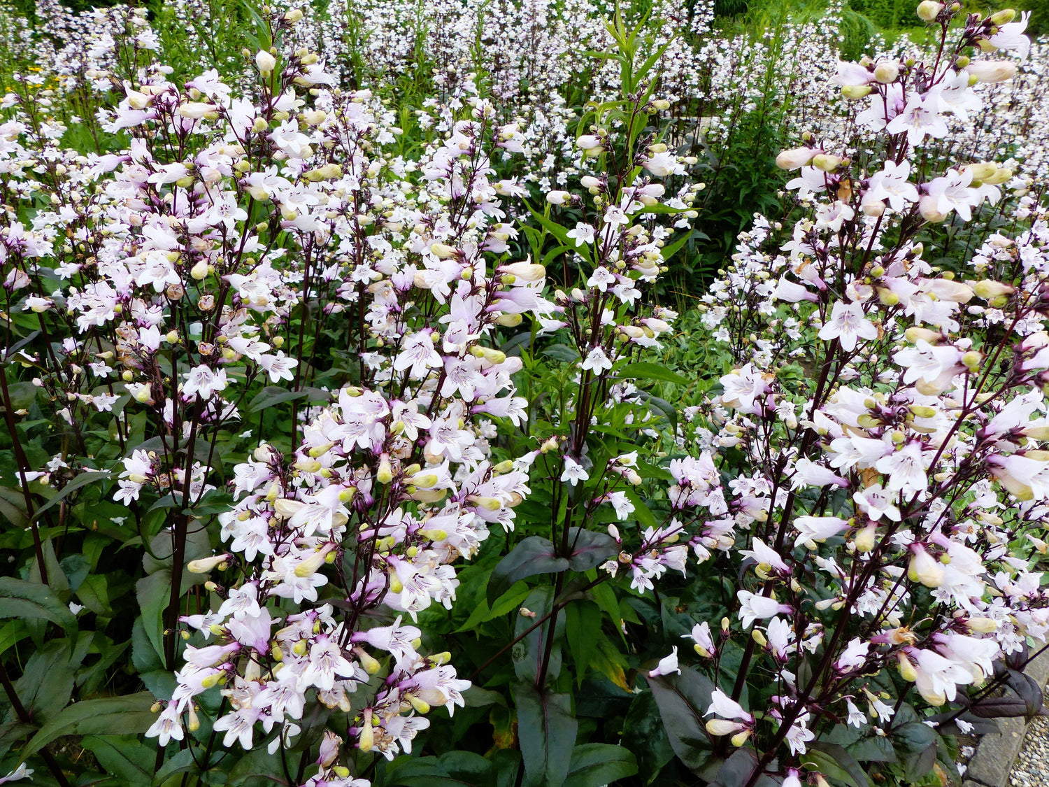 25 semillas de flores blancas de dedalera, lengua de barba y desgranadora de HUSKER RED PENSTEMON