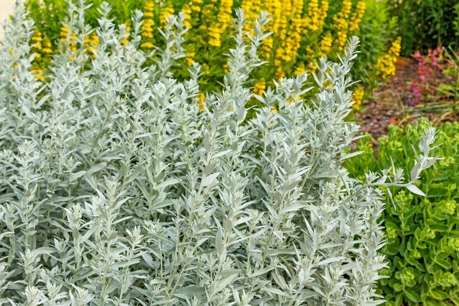 200 semillas de flores de Artemisia Ludoviciana (ajenjo, artemisa con flecos, artemisa común)