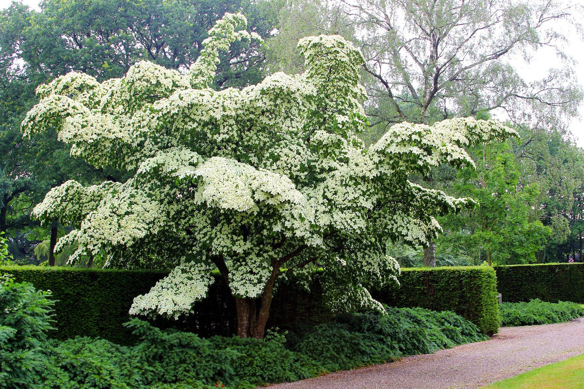 5 semillas de Cornus kousa (cornejo blanco) en flor