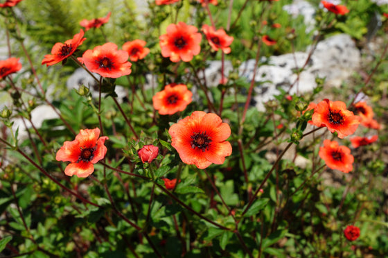 50 semillas de flores de color rosa y rojo de POTENTILLA Nepalensis