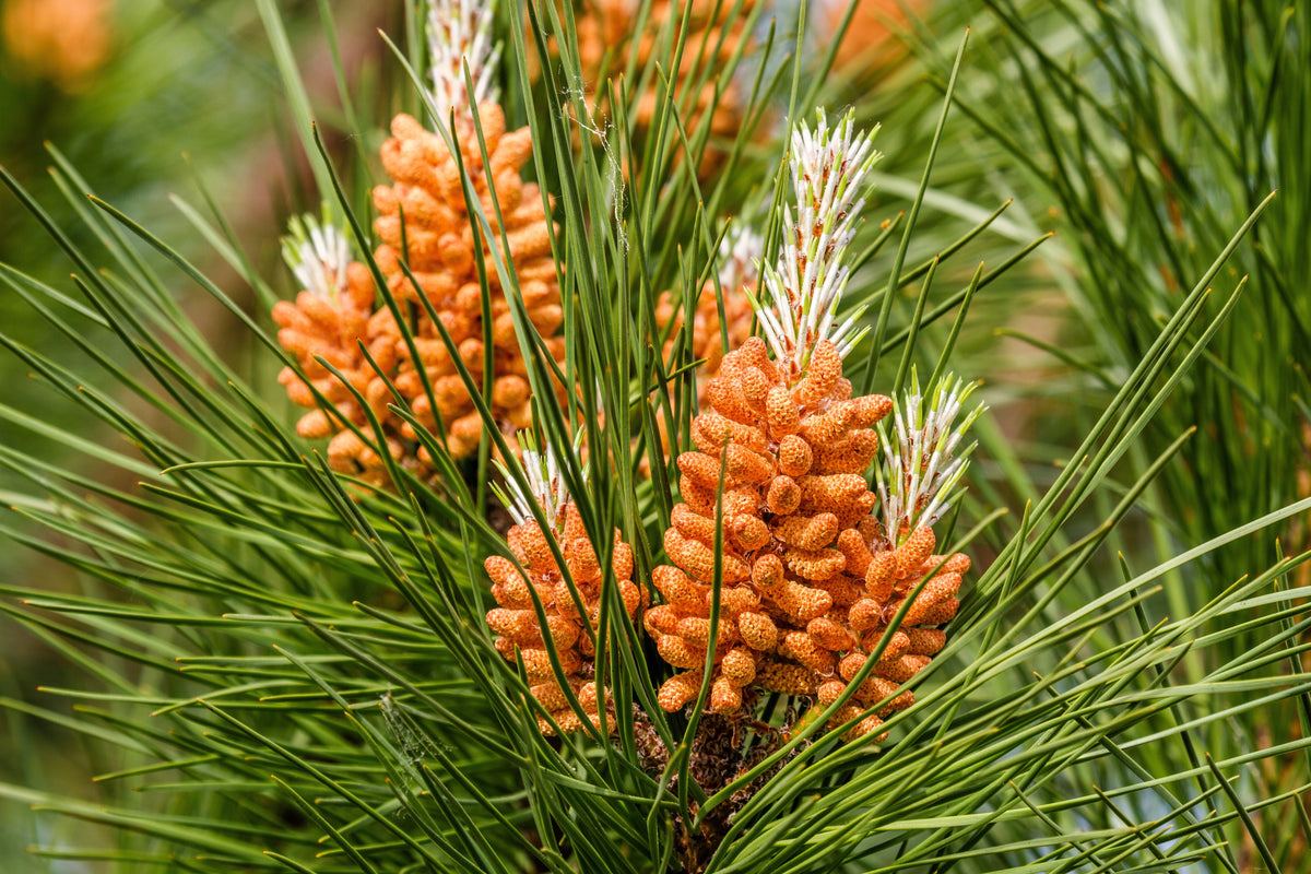 5 semillas de pino piñonero italiano (Pinus pinea)