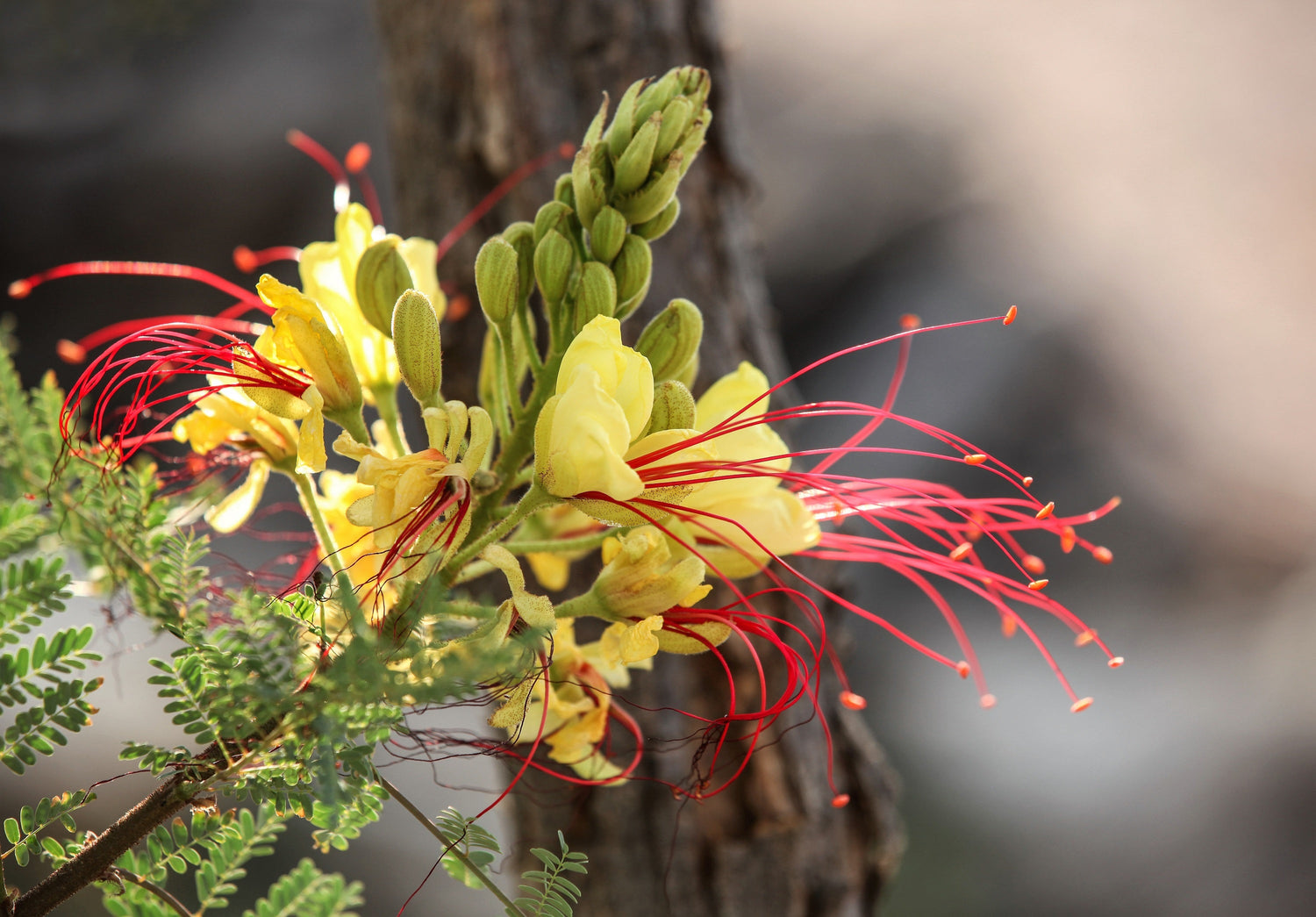 5 semillas de ave del paraíso del desierto, arbusto Caesalpinia Gilliesii Poinciana, flores rojas y amarillas