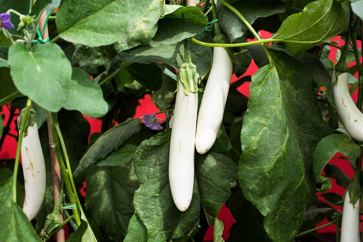 40 White Star FINGER FRUIT BERENJENA Solanum Melongena Berenjena Fruta Semillas de Verduras