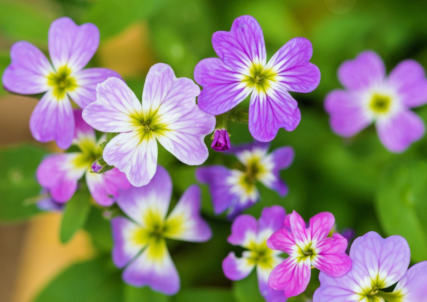 4000 semillas de flores de Malcolmia Maritima de Virginia