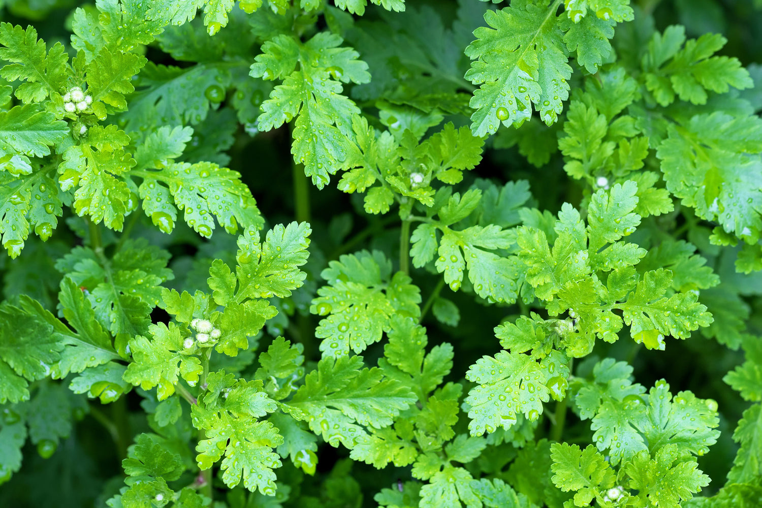 300 semillas de flores de la hierba matricaria Tanacetum Parthenium