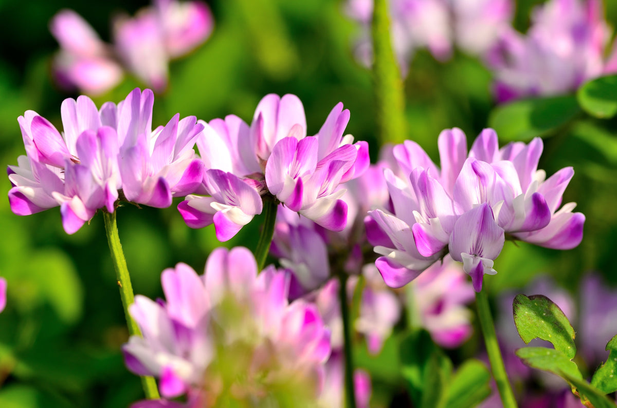 50 semillas de leguminosas de cobertura del suelo de Astragalus sinicus, flor rosa y morada