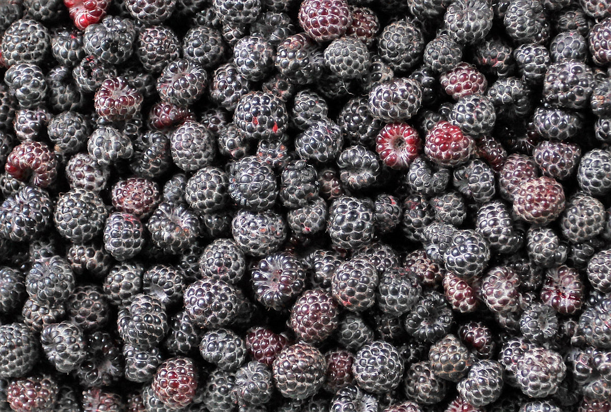 50 semillas de frambuesa negra (Rubus leucodermis)
