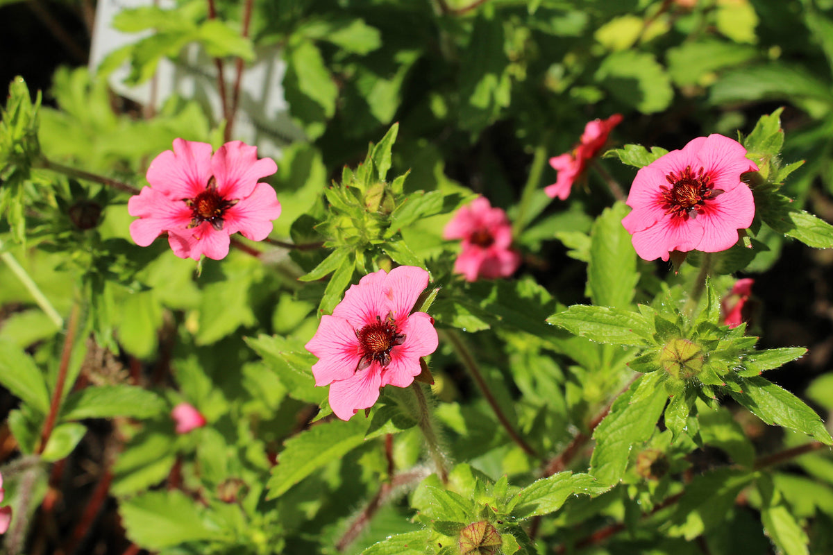 50 NEPAL CINQUEFOIL / POTENTILLA Nepalensis Pink Red Flower Seeds