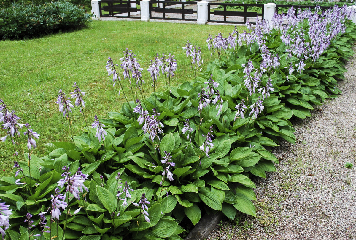 10 semillas de flores HOSTA ELEGANS Shade Lover