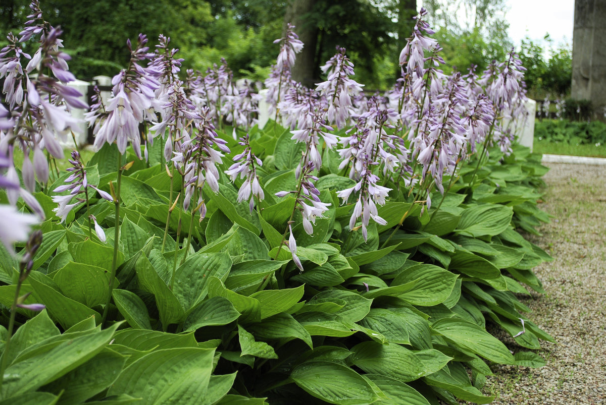 10 semillas de flores HOSTA ELEGANS Shade Lover