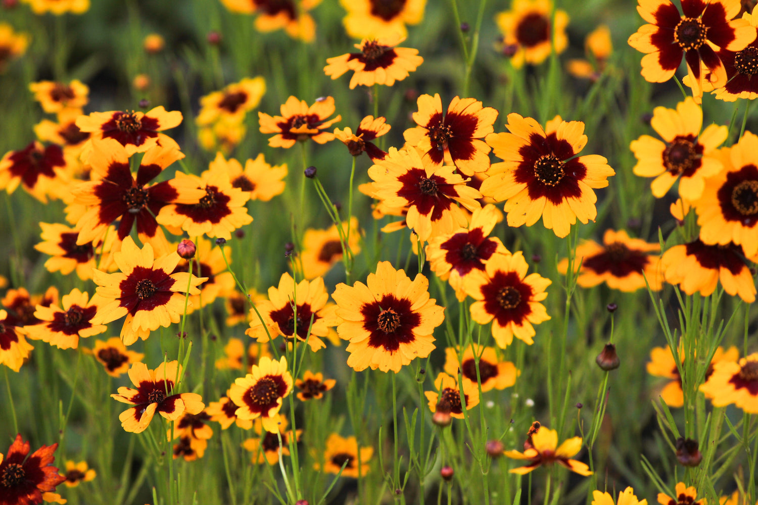 30 semillas de flores de COSMIDIUM BRUNETTE Burridgeanum Greenthread