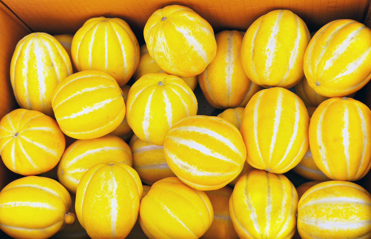 50 MELÓN DE LÍNEA PLATA TEMPRANA Cucumis Melo Piel con rayas amarillas Pulpa blanca Semillas de fruta coreana