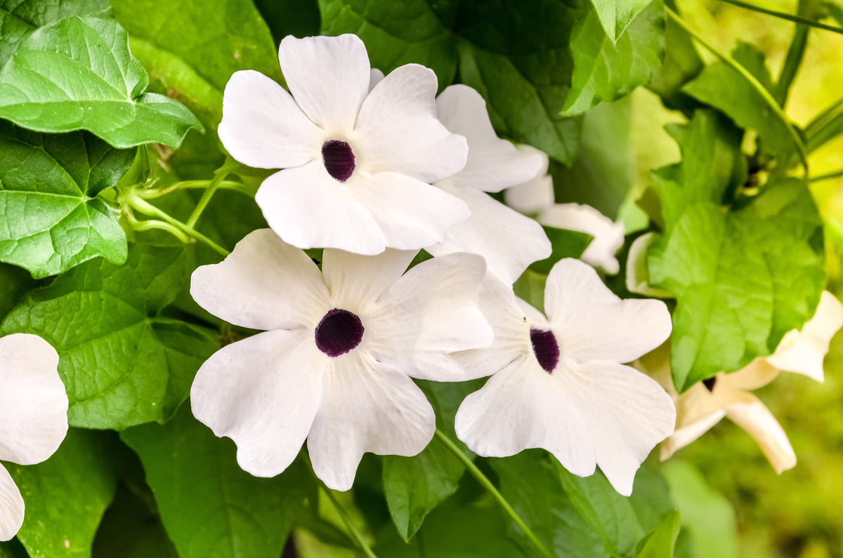 10 semillas de flores de Thunbergia alata blanca, vid de Susan de ojos negros