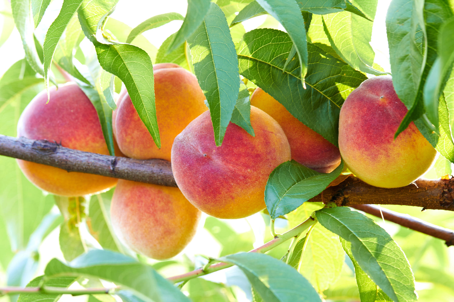 3 semillas de duraznero NEMAGUARD Prunus Persica, fruto de flor rosa