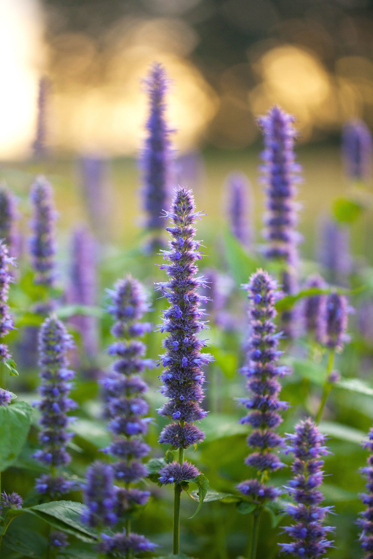500 semillas de hisopo de anís morado (menta de regaliz / gigante azul) Agastache Foeniculum
