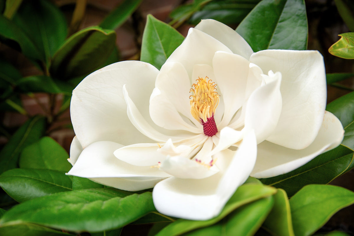 10 semillas de magnolia del sur, 30 cm, flores blancas, Grandiflora nativa, Bull Bay