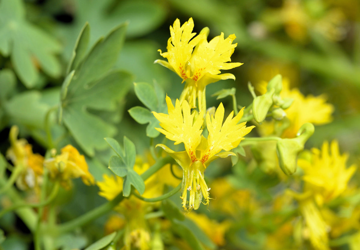 10 semillas de capuchina amarilla de la enredadera Tropaeolum peregrinum