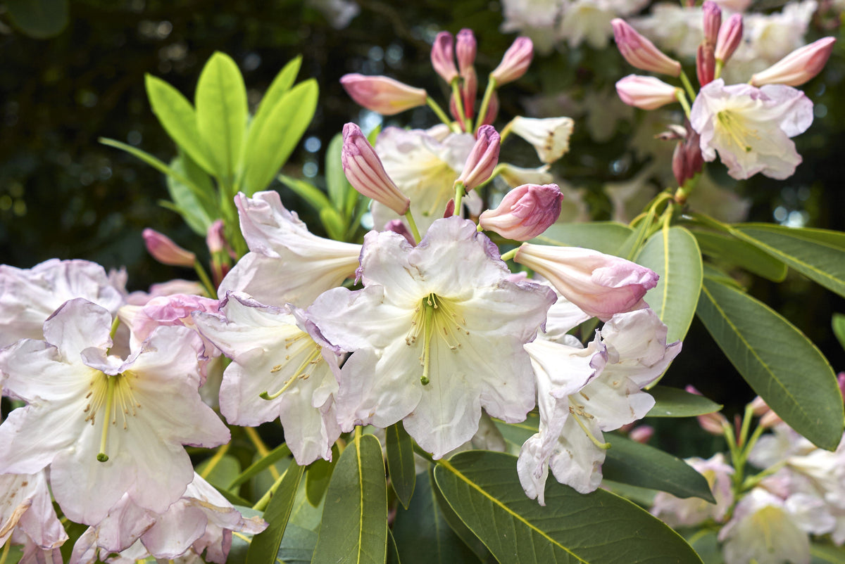 50 semillas de rododendro Fortunei, arbusto rosa, malva y blanco.
